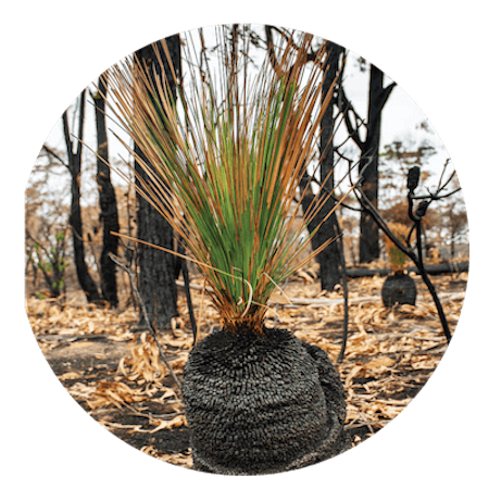 Grass Tree Wood