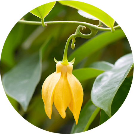 Ylang Ylang