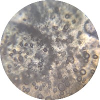 Sodium Cocoyl Glutamate
