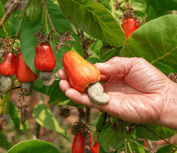 Hand holding live cashew nuts growing