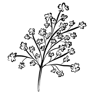 Allantoin