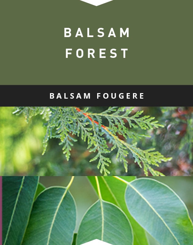 Collage for Balsam Forest 3-wick 10oz Jar Candle