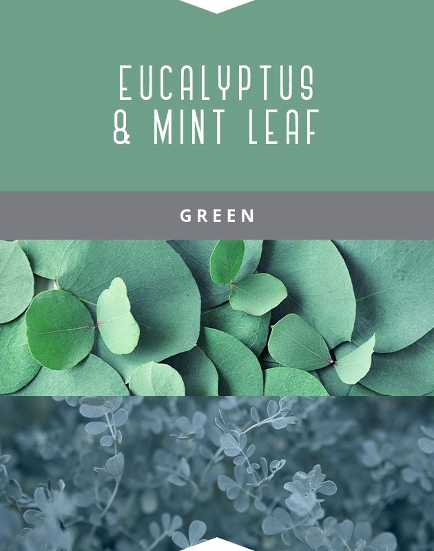 Collage for Eucalyptus & Mint Leaf 9oz Jar Candle
