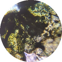 ELDERFLOWER