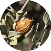 Organic Jojoba Oil