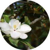 Magnolia Essential Oil