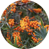 Seabuckthorn oil