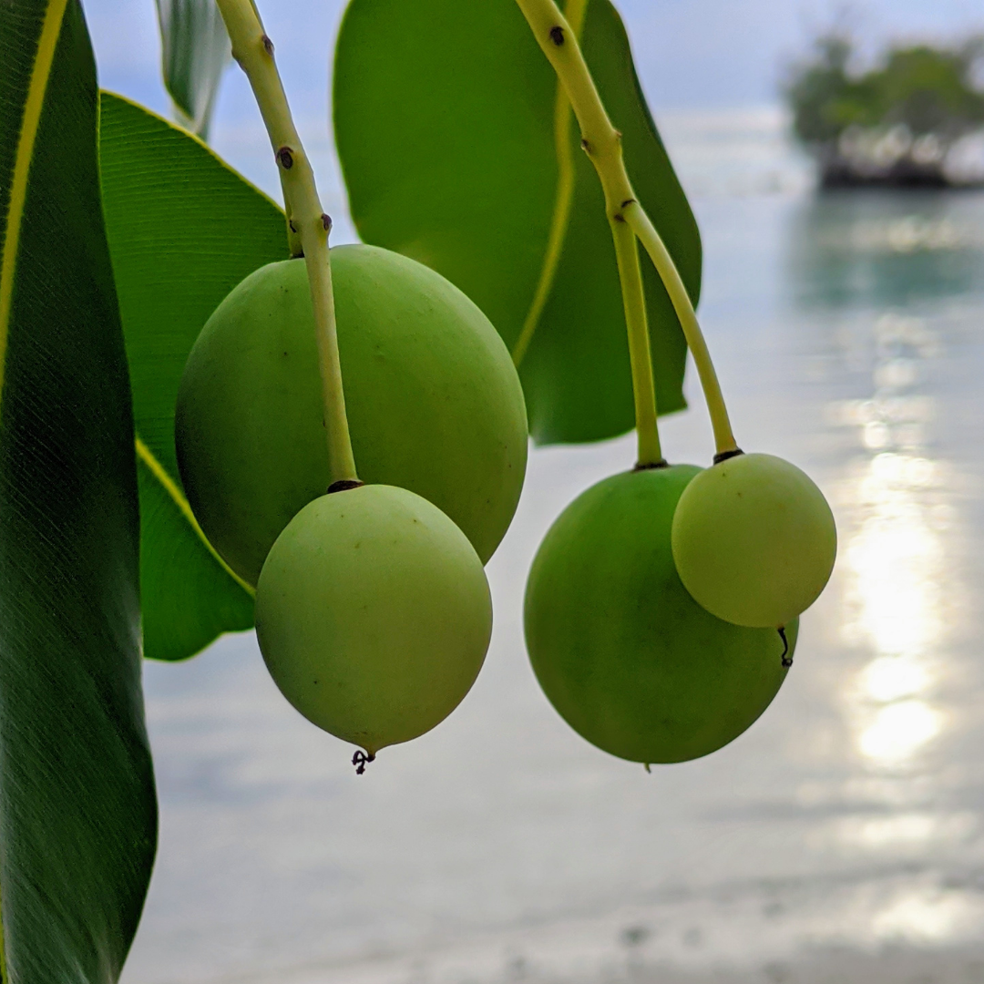 Tamanu Oil