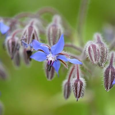 Borage Oil