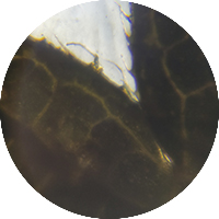 Nettle