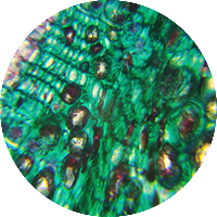 BOG MYRTLE