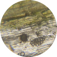 Entadine