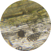 Entadine