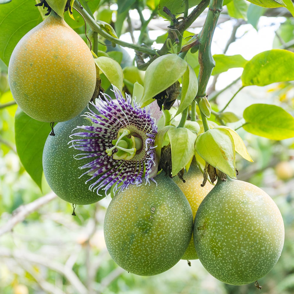 Passionflower