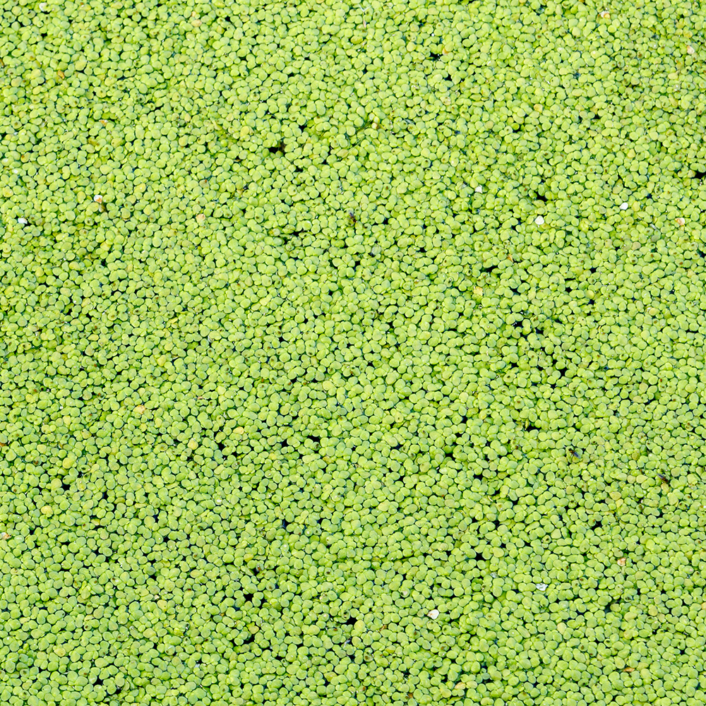 Green protein blend