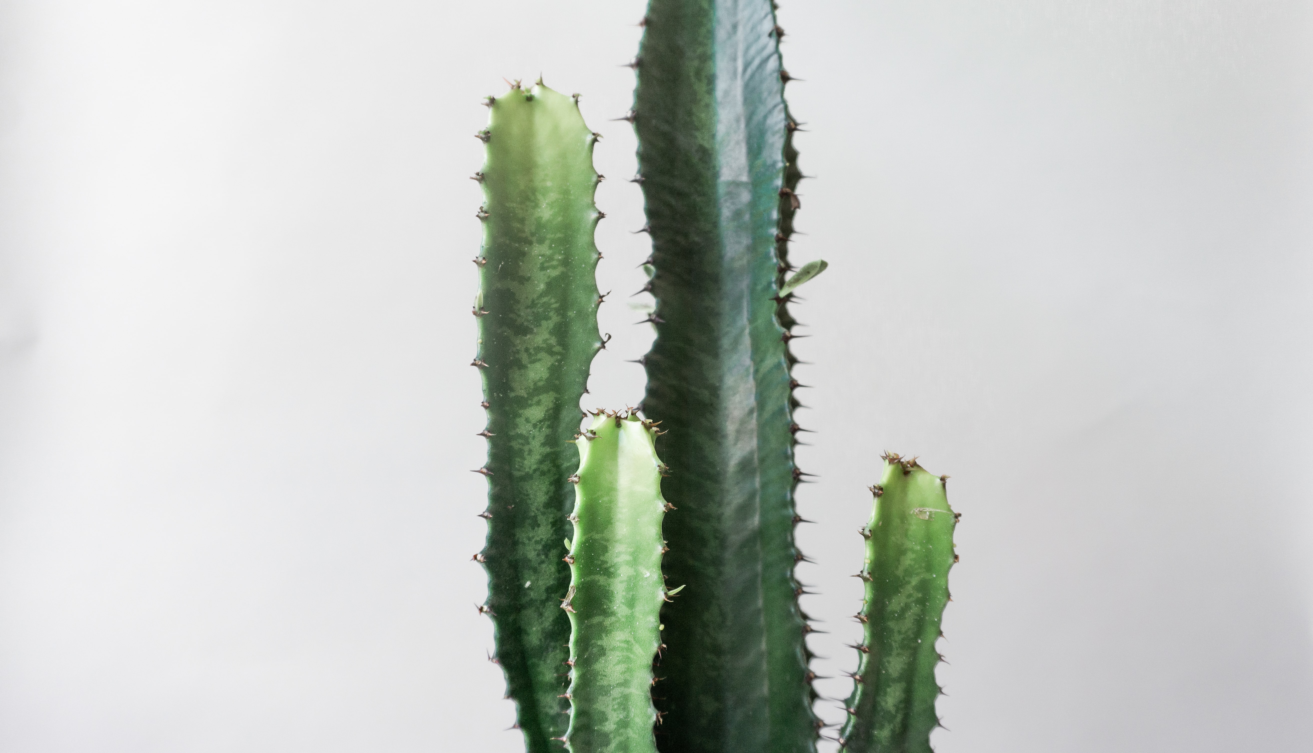 Desert Candle Cactus House Plants By Leaf Envy