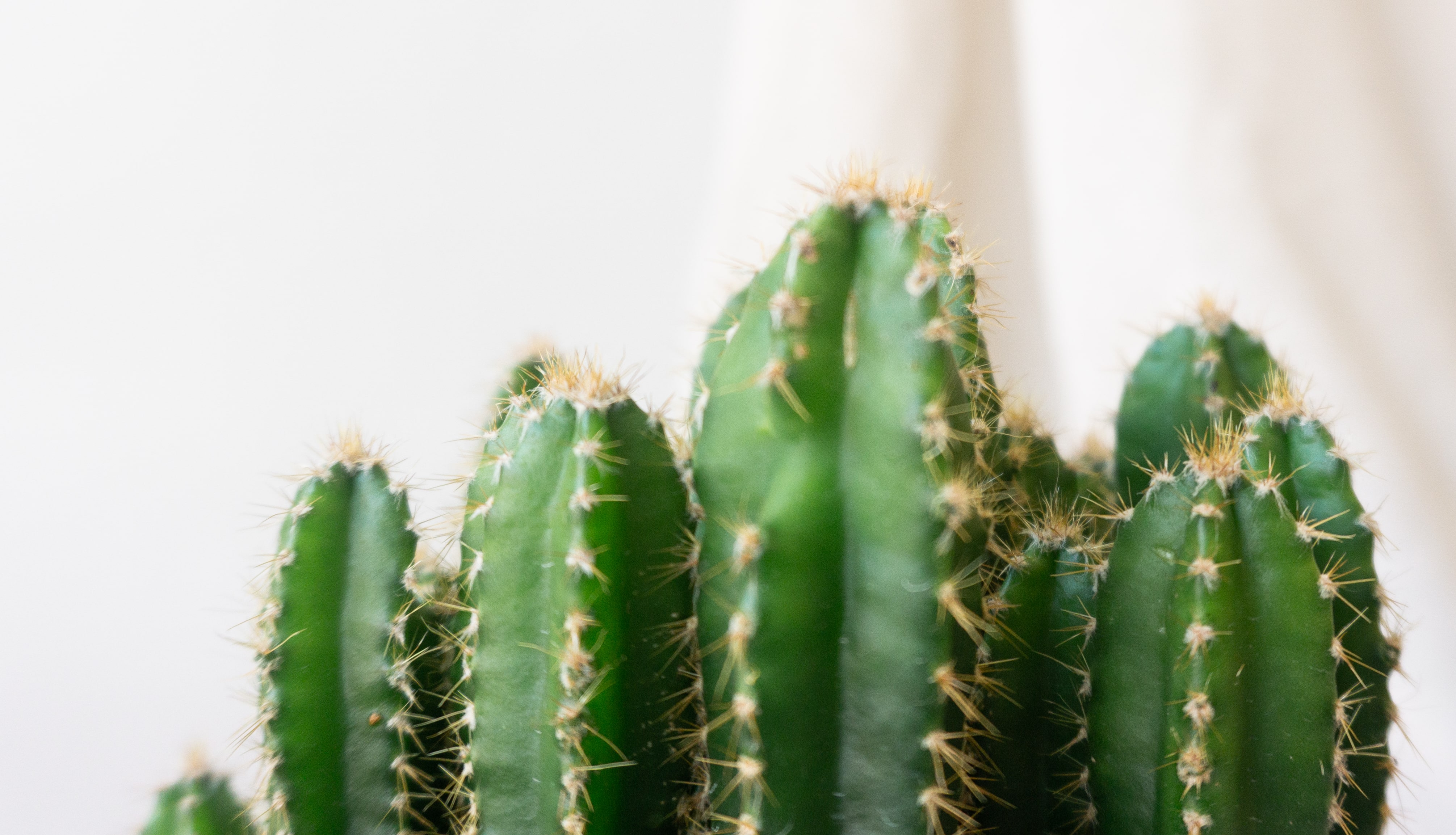 Cereus Florida Cactus House Plants By Leaf Envy