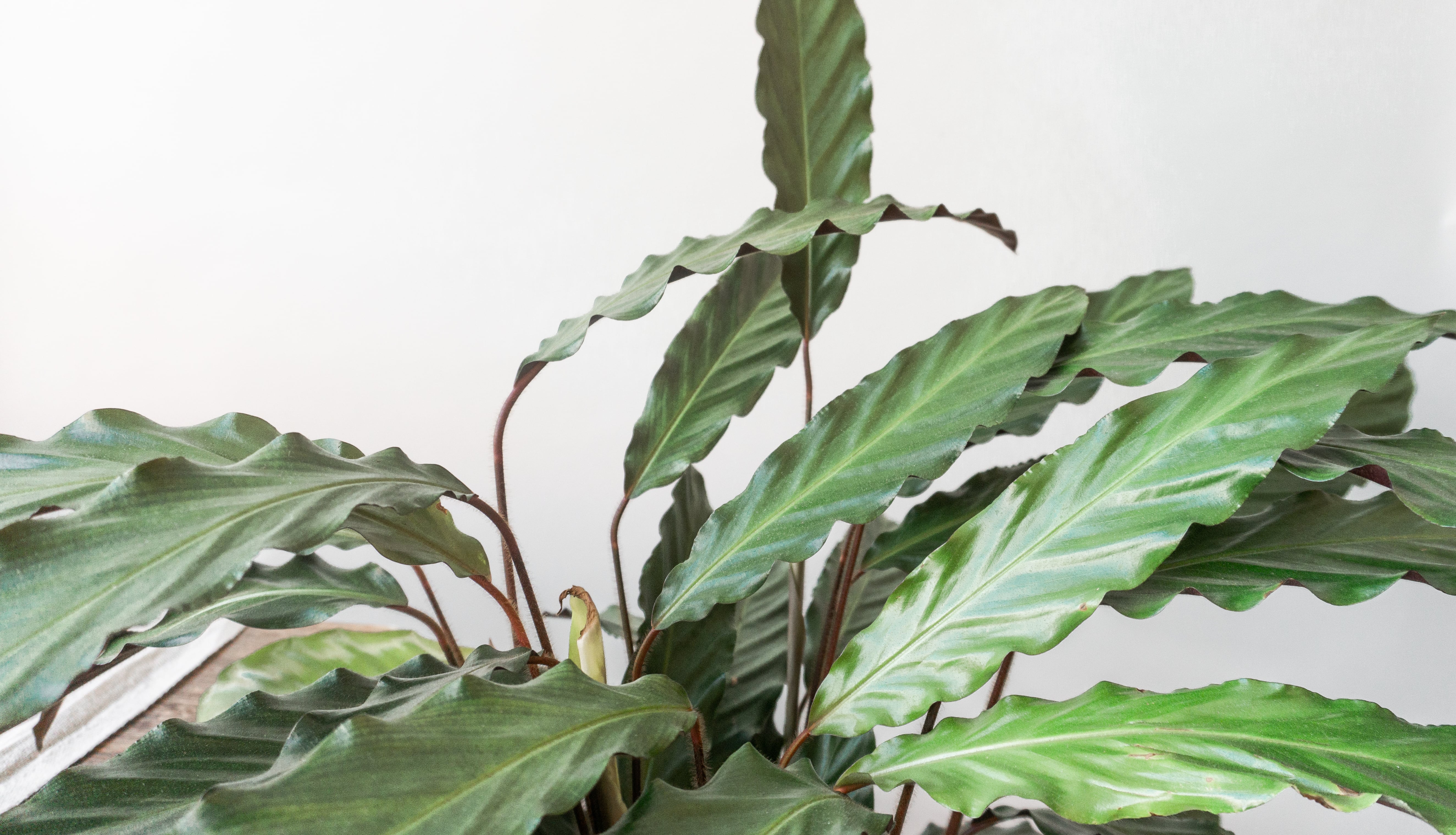 Caladium Eldergrass Houseplants By Leaf Envy