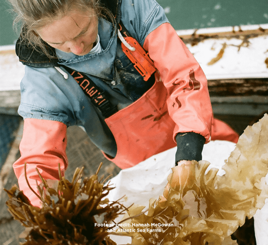 An ocean farmer hand-harvesting organic sea kelp.