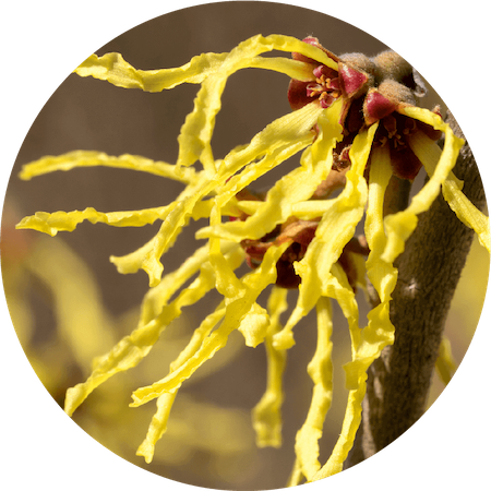 Organic Witch Hazel