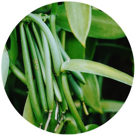 Vanilla Essential Oil