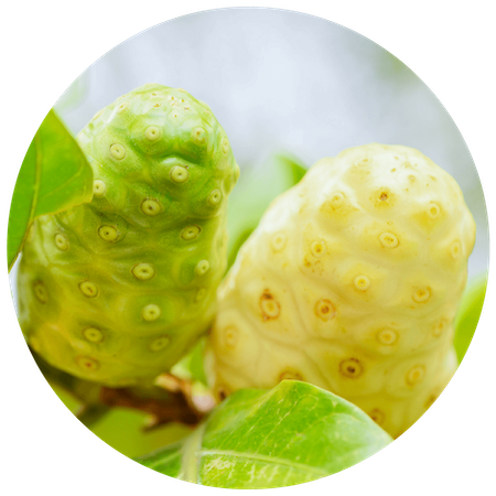 Noni Fruit Extract