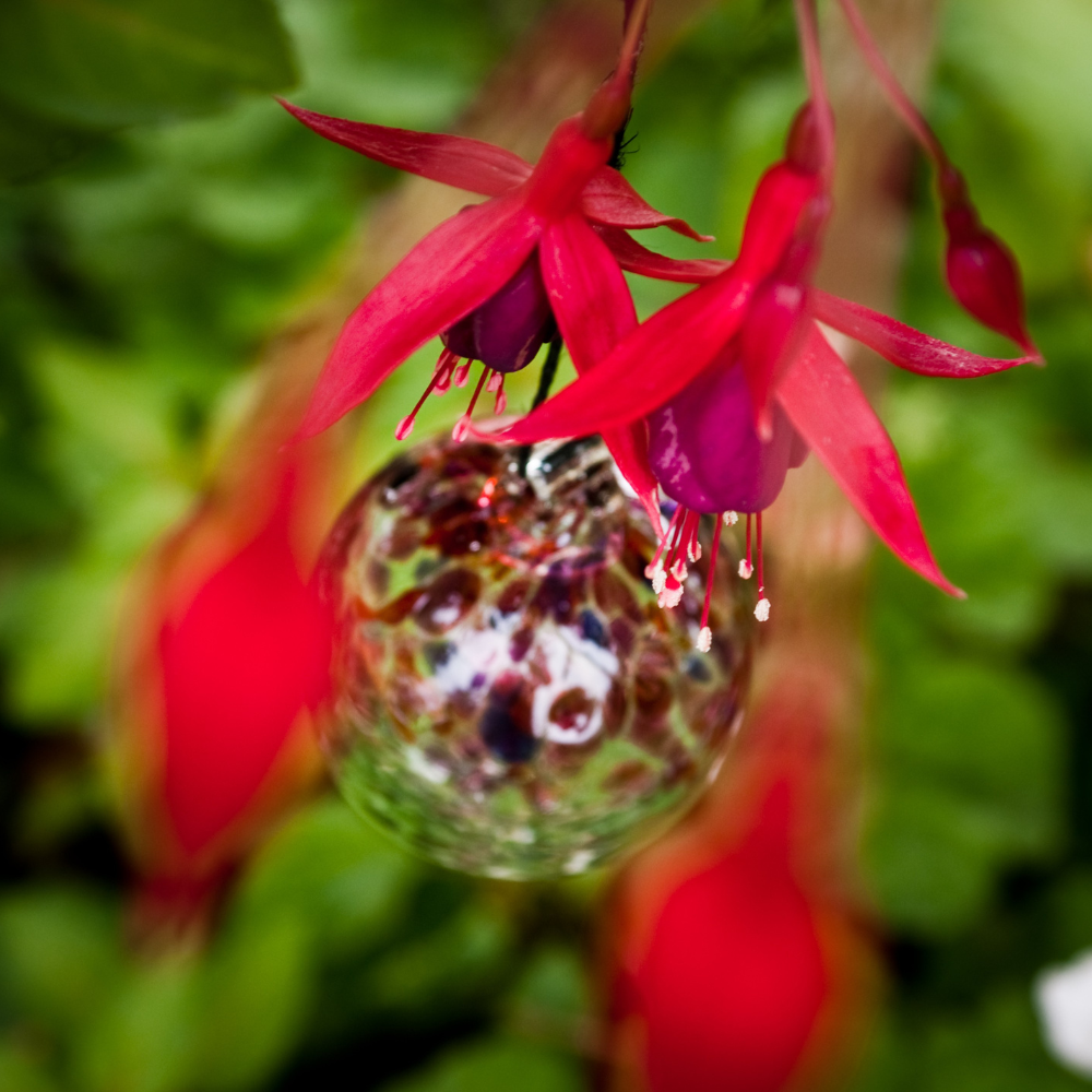 Clear glass orb with red and purple bits on top hanging between red flowers with greenery leaves in the background