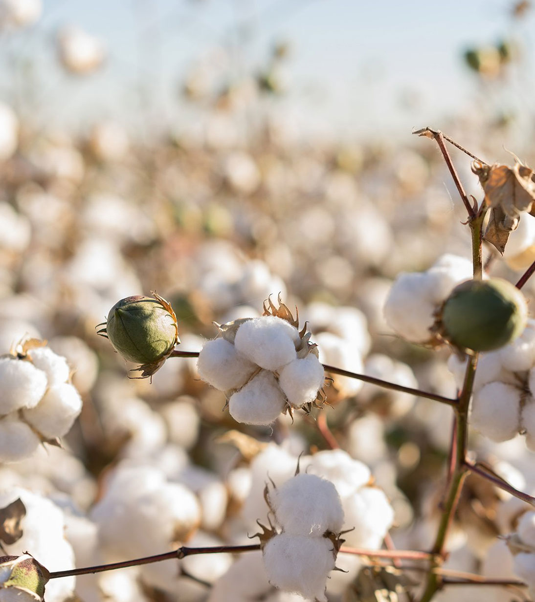 Made from: Organic Cotton