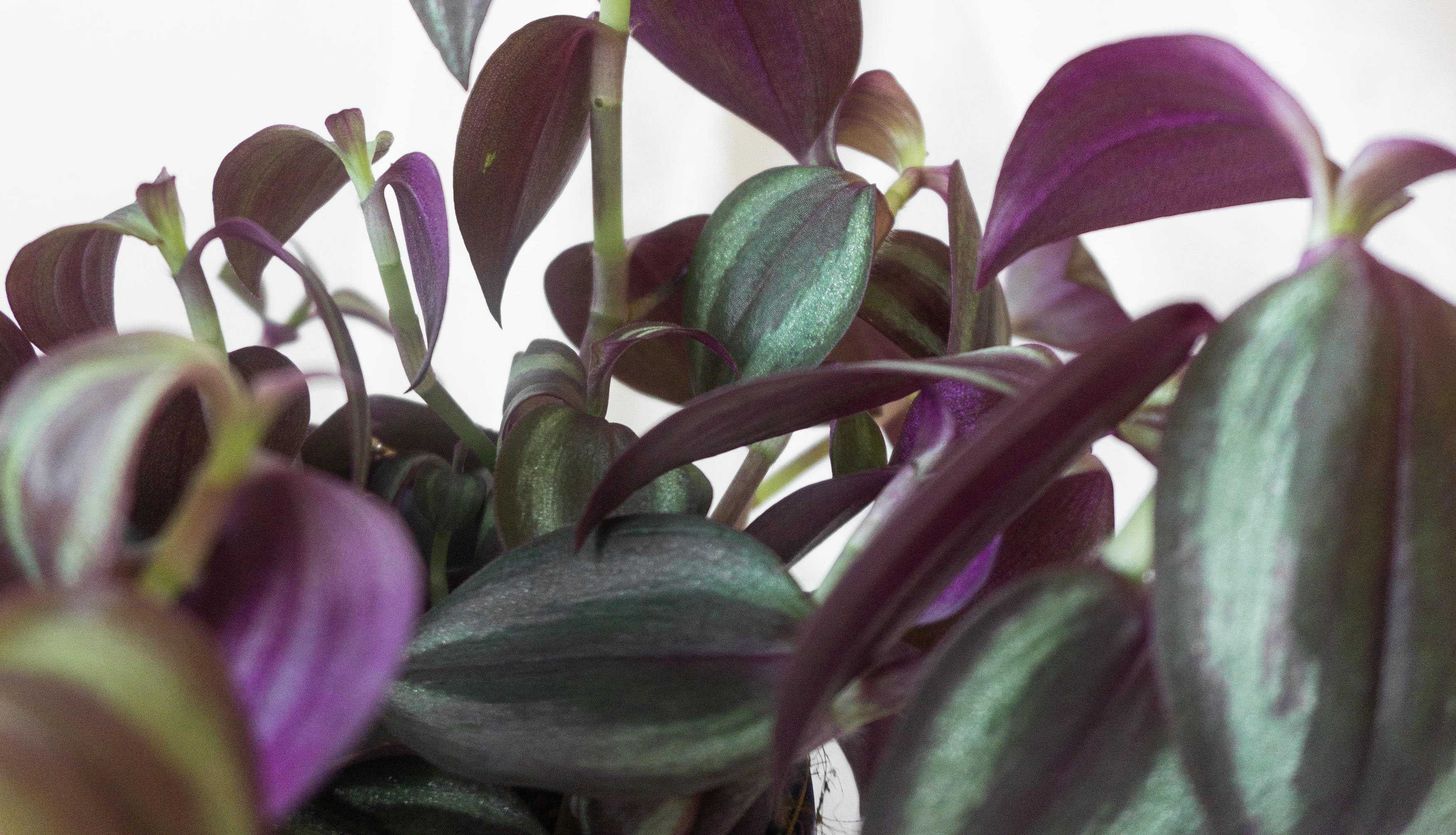 Tradescantia Plant mix House plants by Leaf Envy