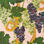 The Vine