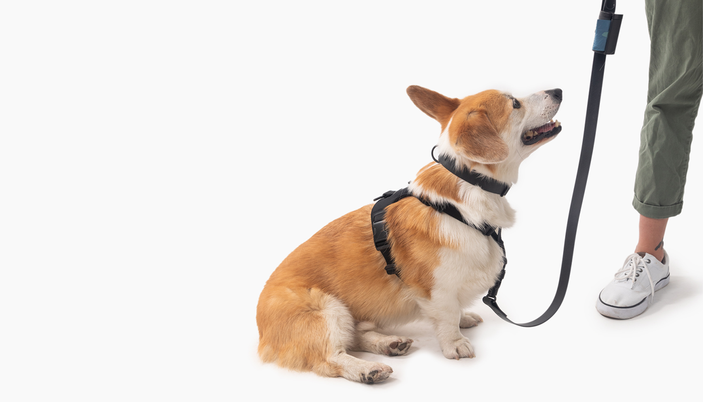 Fable Pets harness launch: Shop comfortable dog harnesses today - Reviewed