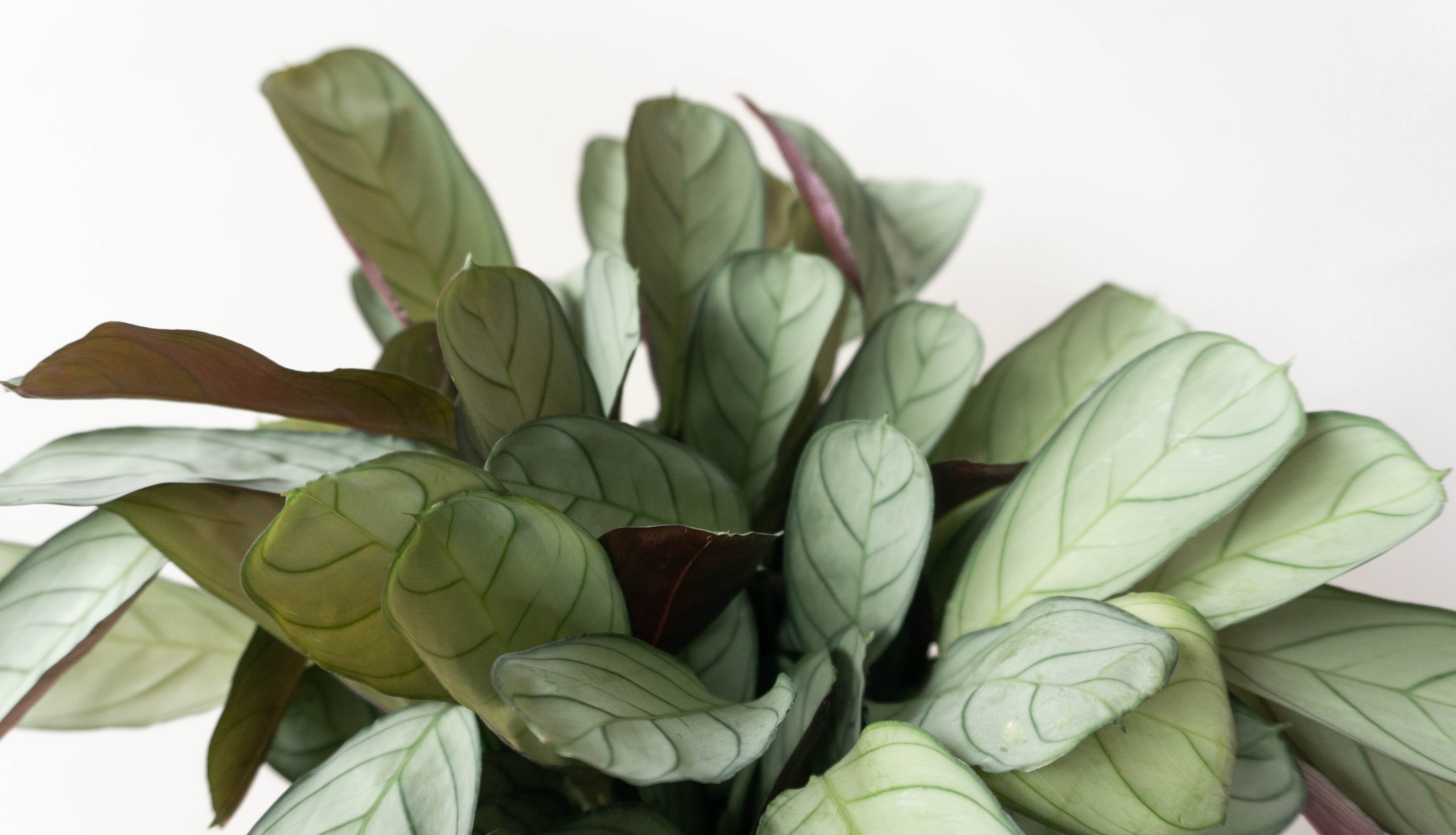 calathea amagris indoor houseplant plant leaf envy