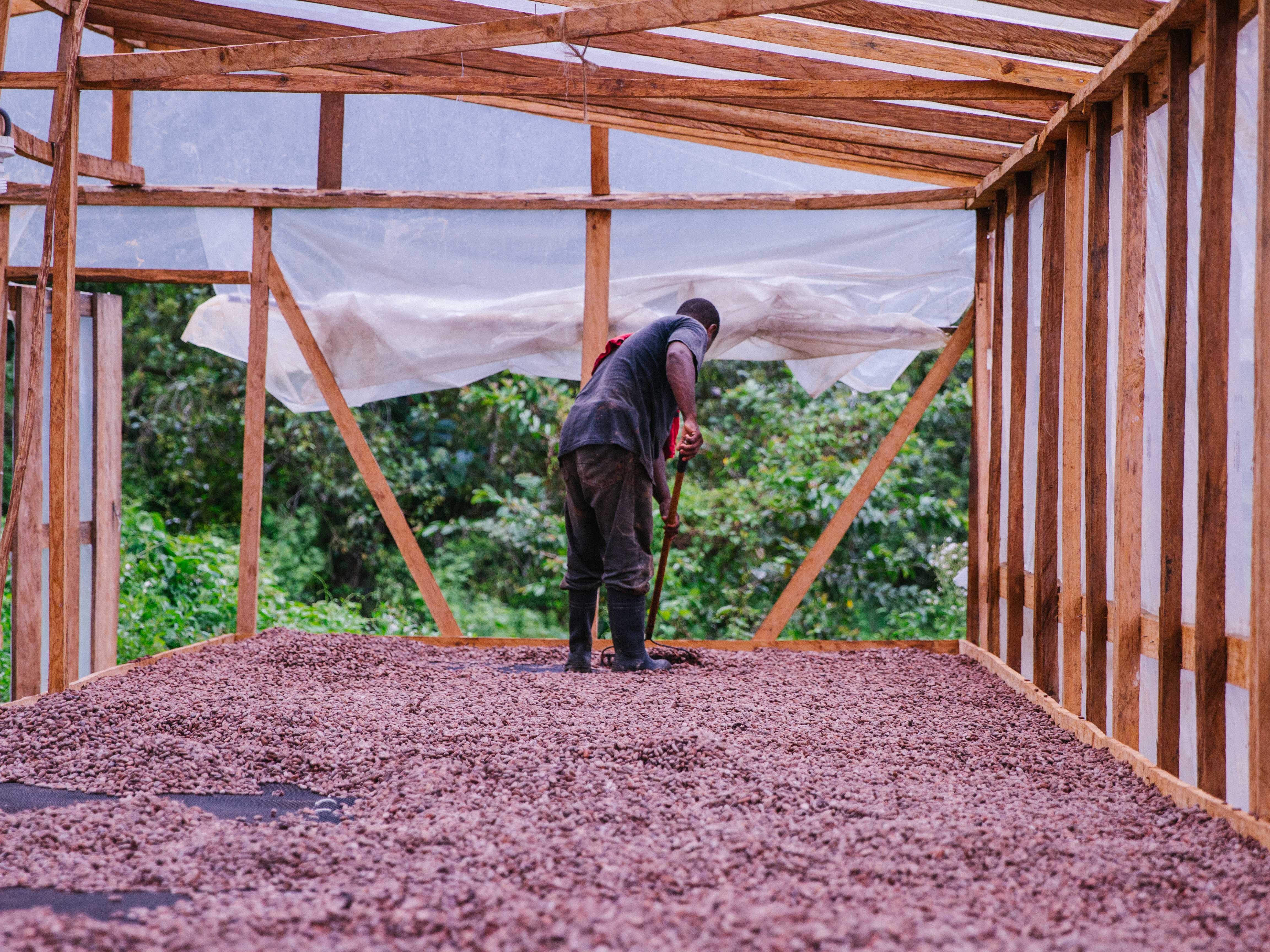 Farmer drying cacao beans