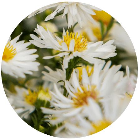 Matricaria Flower Extract