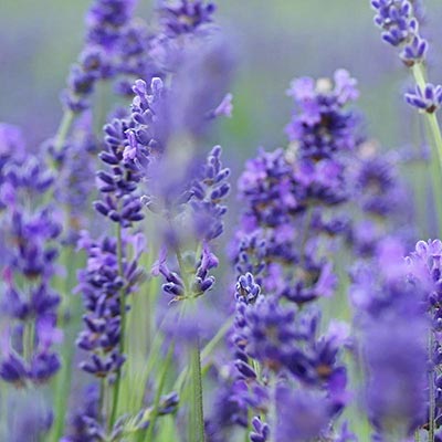 Lavender Oil