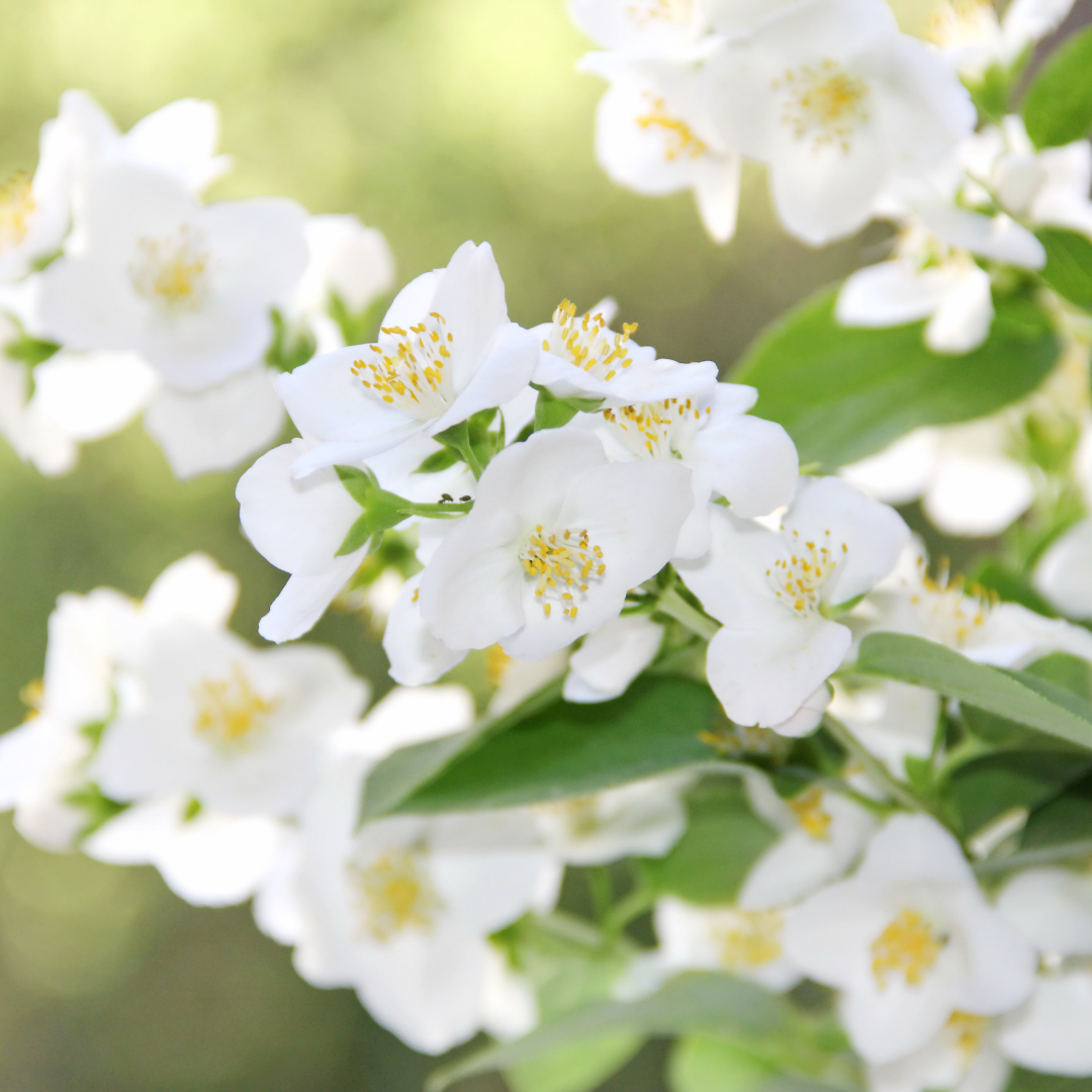 Jasmine Oil