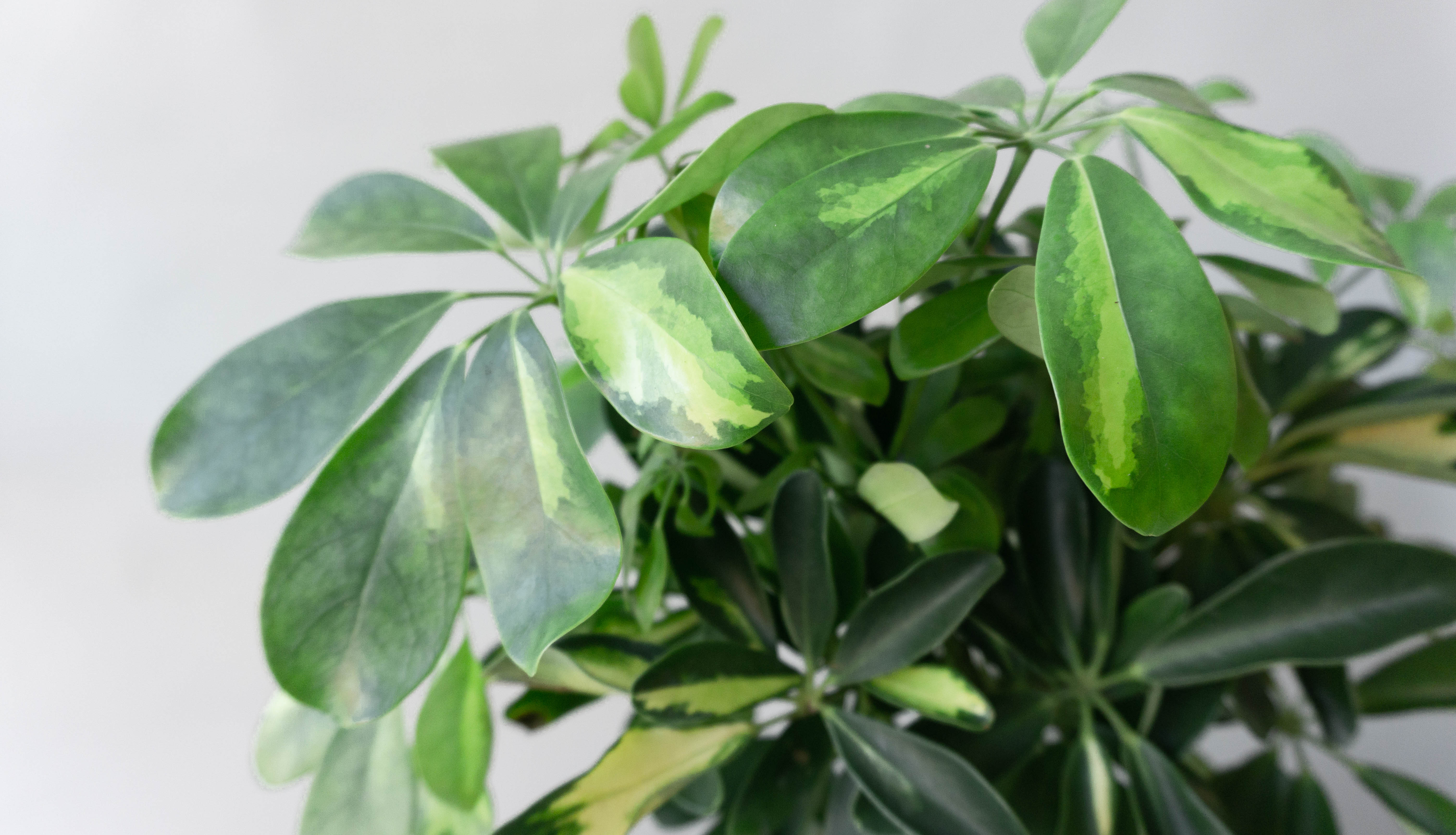 schefflera gold capella leaf envy plant