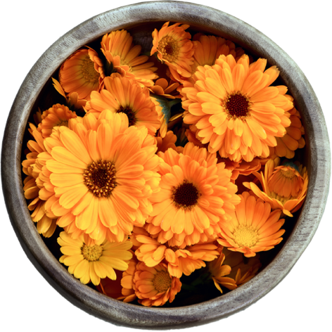 Orange Zinger Organic Calendula Flowers