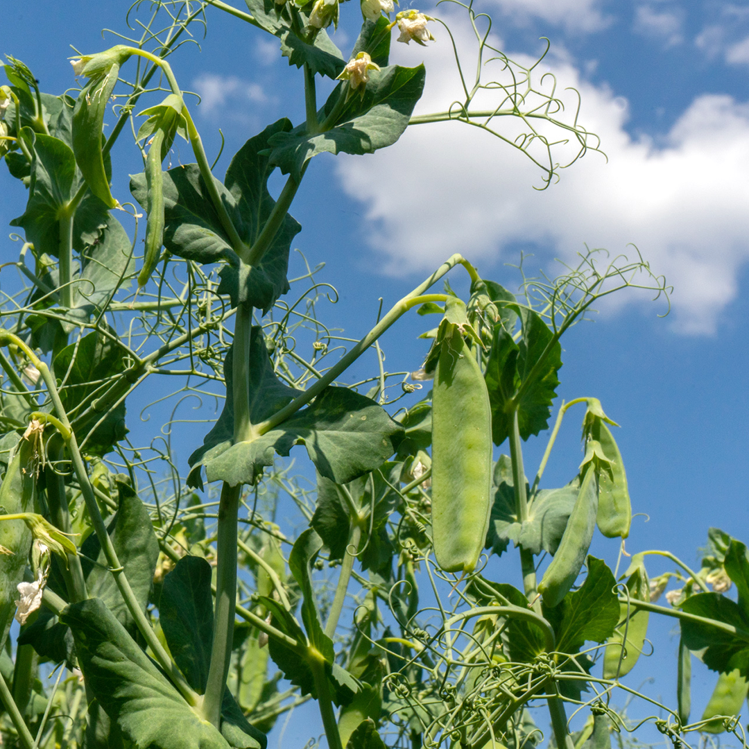 pea plantation 