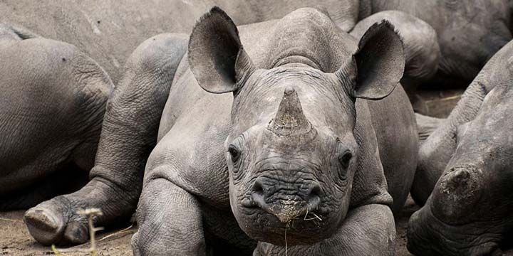 Baby Rhino Rescue - Decaf – Thanksgiving Coffee Company