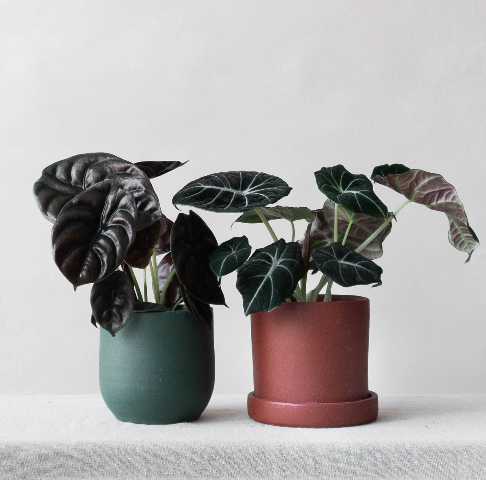 Alocasia Black Velvet Indoor plants & houseplants for delivery by Leaf Envy