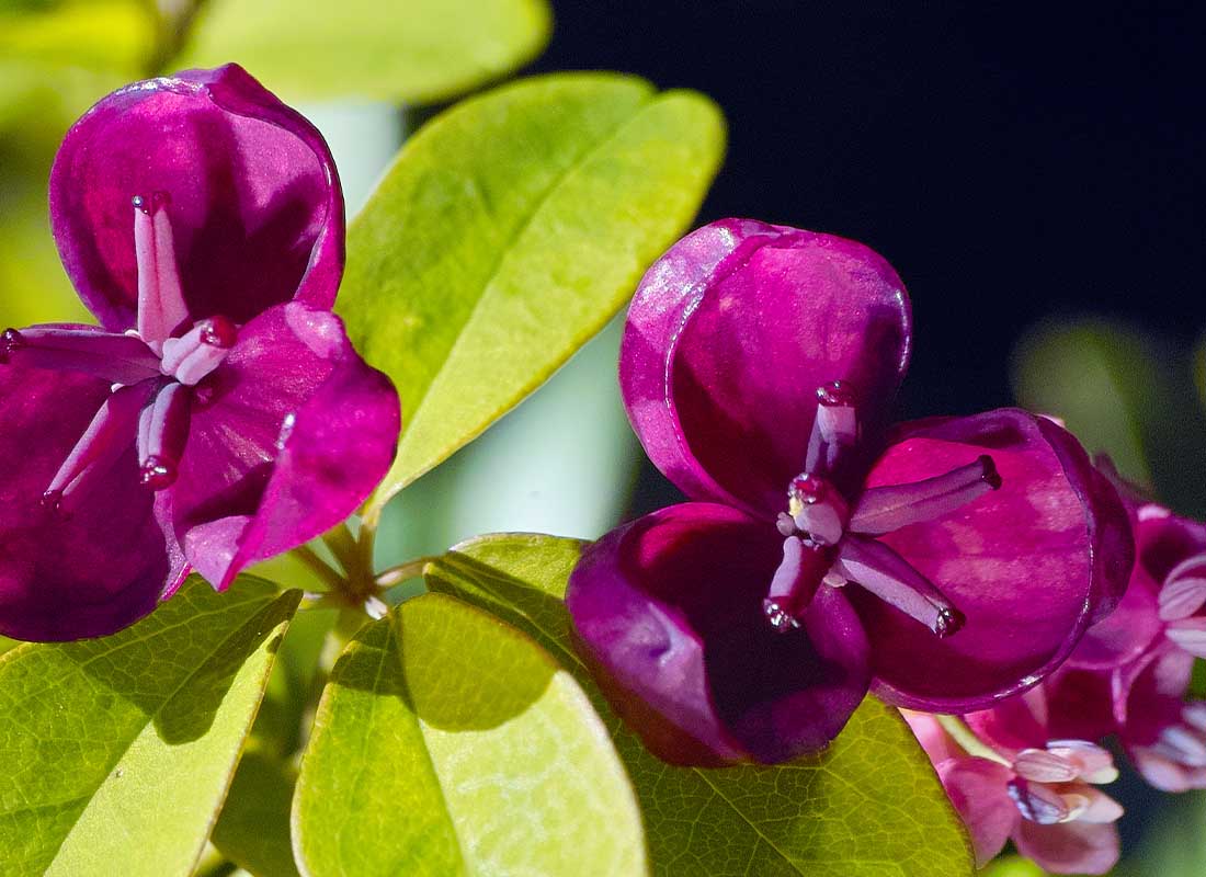 Chocolate vine flower