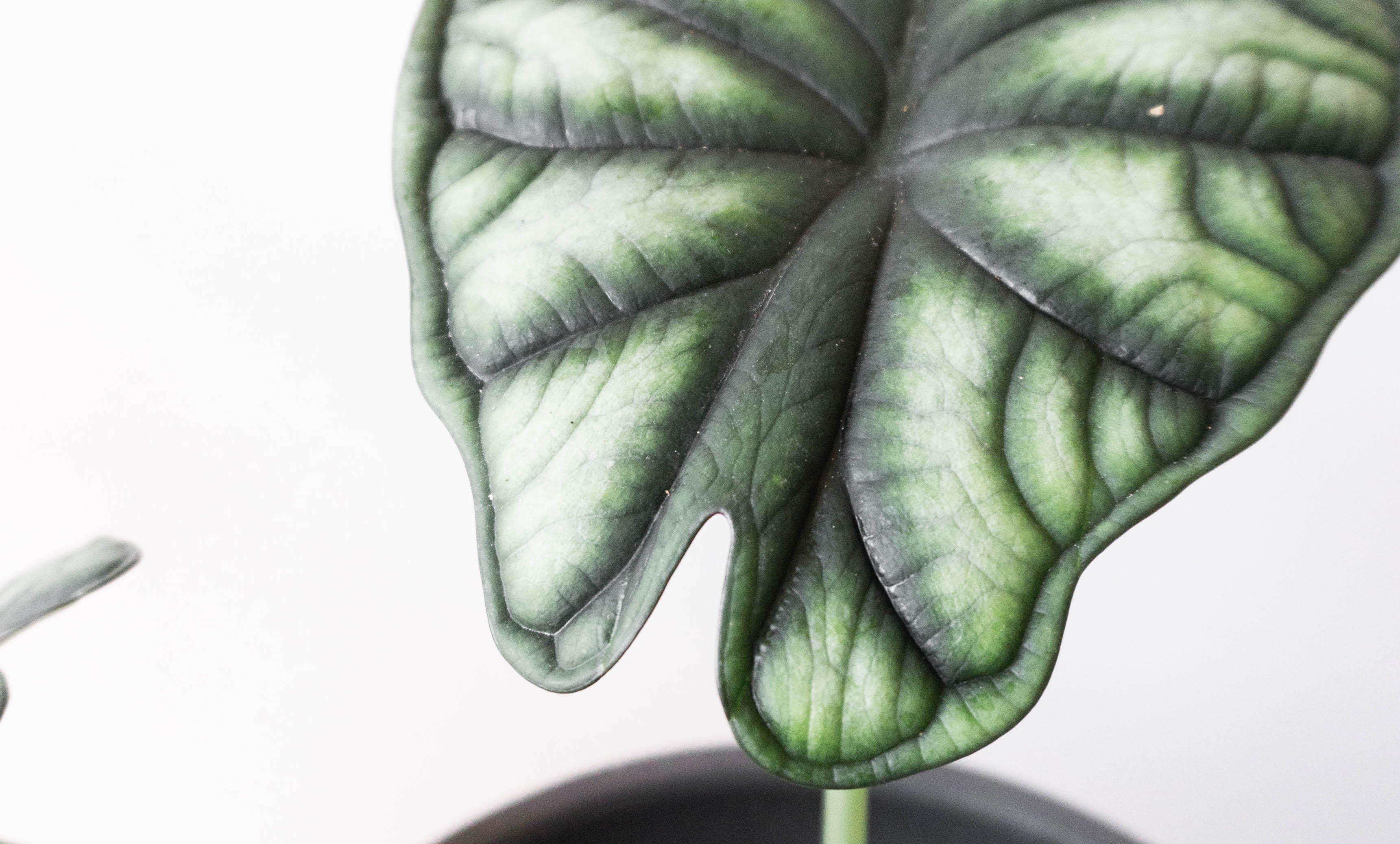 Alocasia Leaf by Leaf Envy