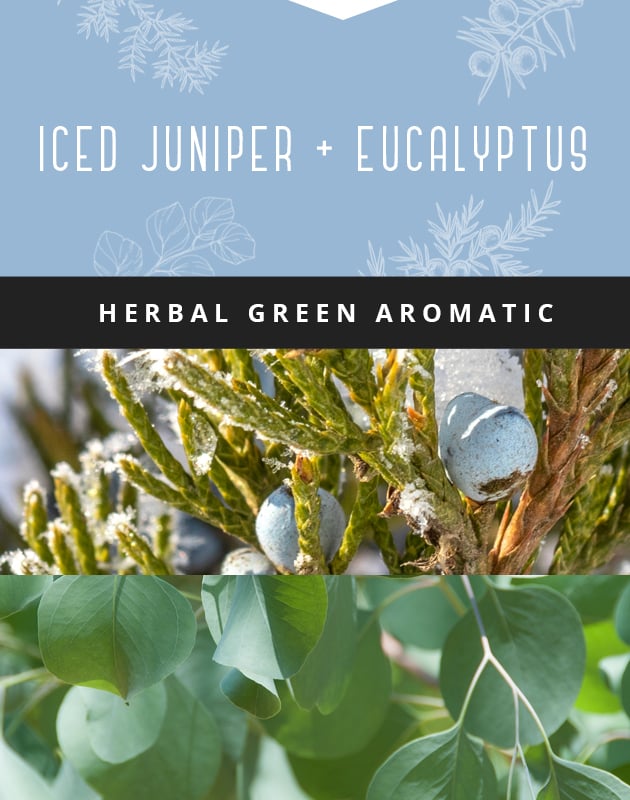 Collage for Iced Juniper + Eucalyptus 3-wick 14.75oz Jar Candle