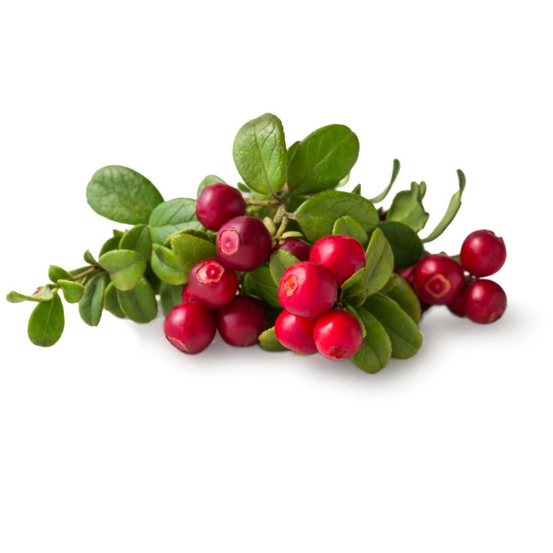 Bearberry Oil