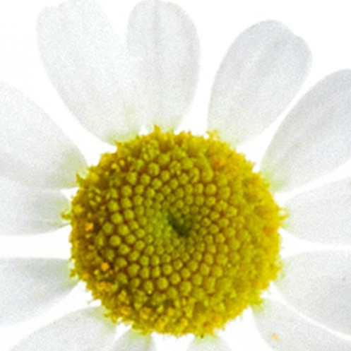 chamomile aroma