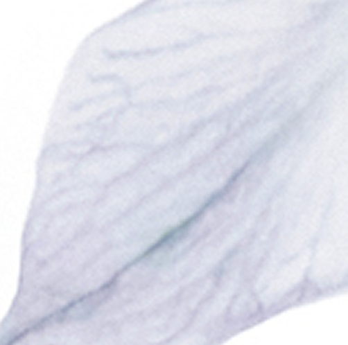 +passionflower 