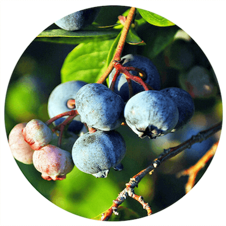 Bilberry Fruit Extract
