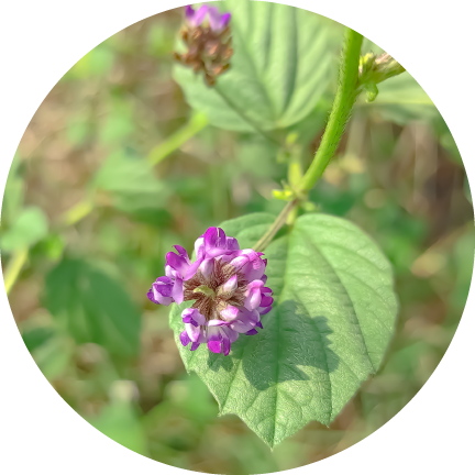 Babchi Seed Extract