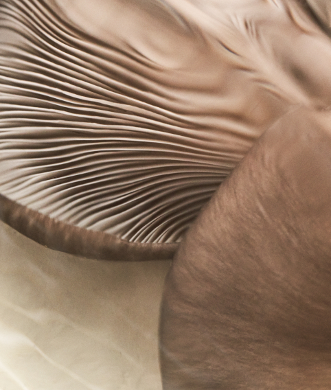Mushroom Extract